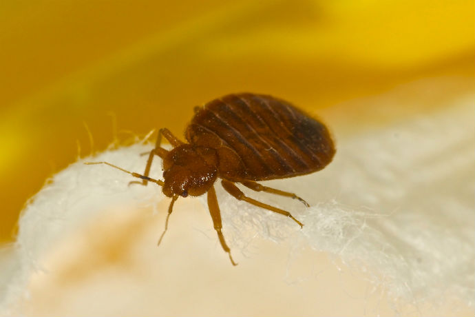 5 Signs That You’ve Got Bed Bugs!