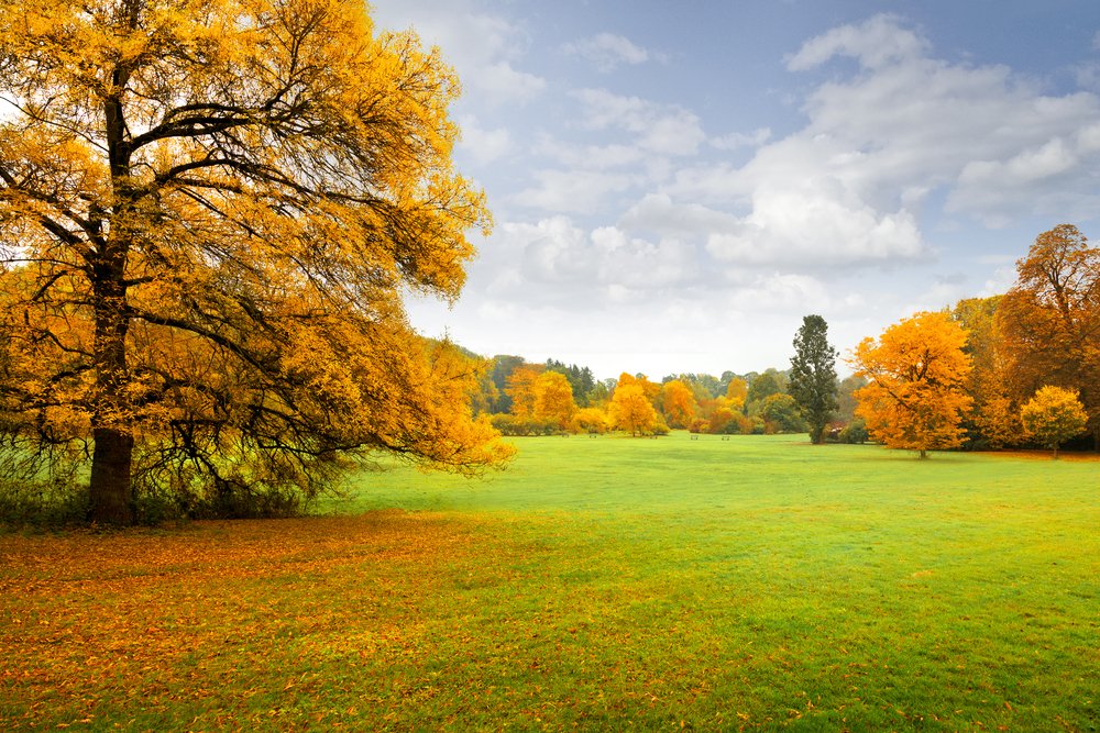 8 Steps to a Healthy Fall, Winter Lawn