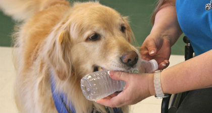 a service dog grabbing a water bottle from its trainer